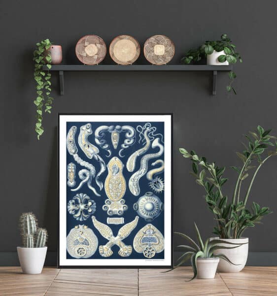 Framed Ledorme poster featuring detailed vintage scientific illustrations of marine organisms on a blue background.
