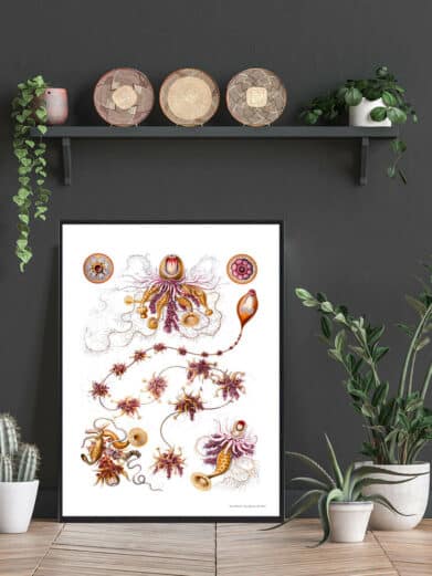 Framed 'Ocean 3' art print featuring vintage-style marine biology illustrations in orange, brown, and white tones. A nature-inspired home decor piece.