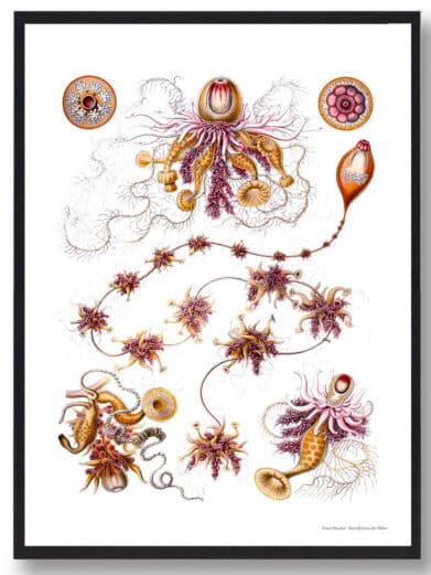 Ocean 3 plakat: Vintage-style nature print with detailed illustrations of marine organisms in warm, earthy tones against a white background.