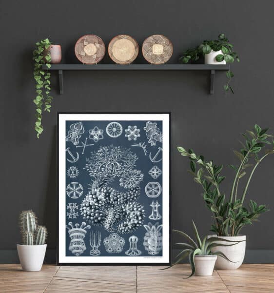 Kalksvampe plakat: A framed botanical print featuring detailed illustrations of chalk sponges in white against a muted blue background.