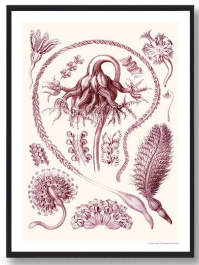 Vintage-style Ocean 3 plakat print. Features detailed illustrations of sea creatures in shades of mauve on a cream background.