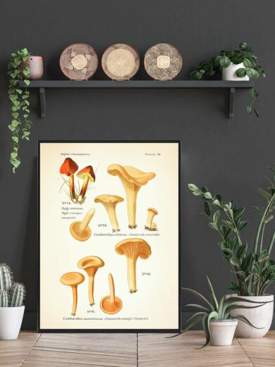 Close-up of a framed 'Kantareller - Svampe plakat' featuring detailed botanical illustrations of various chanterelle mushrooms in orange and beige tones.