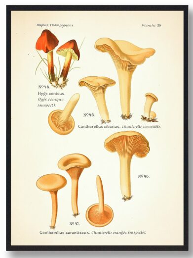 Vintage-style Kantareller Svampe plakat depicting various mushrooms. Features detailed illustrations with orange and cream hues.