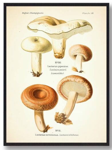 Peber Mælkehat Svampe plakat: art print featuring detailed vintage illustration of various Lactarius mushrooms in earthy tones.