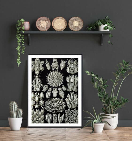 Kalksvampe poster: A detailed vintage-style illustration of various calcareous sponges against a dark background, framed in a modern setting.