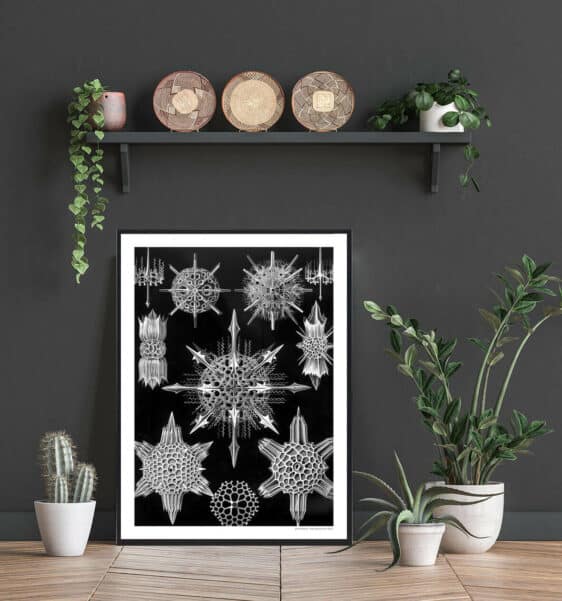 Stenæbler plakat: A black and white botanical print featuring intricate illustrations of star-shaped marine organisms. A striking nature poster.