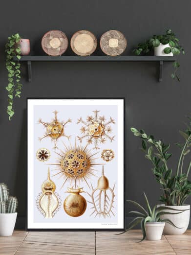 Framed Protoxo plakat art print featuring detailed vintage illustrations of marine microorganisms in gold tones against a light background.