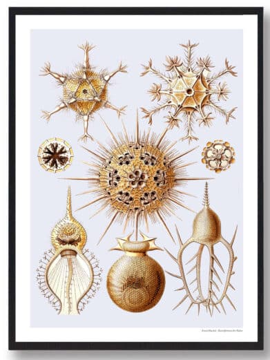 Protoxo plakat: Vintage-style illustration of various golden, spiky, and geometric radiolarian organisms against a pale background. Nature-inspired art.