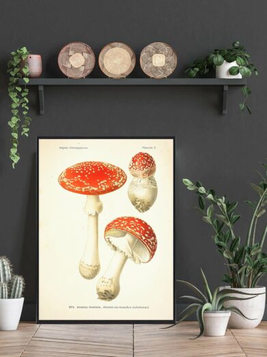 Rød fluesvamp plakat: Close-up af en botanisk illustration af røde fluesvampe med hvide pletter, indrammet og vist i et hjemligt miljø.