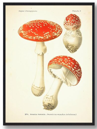 Rød fluesvamp plakat: Vintage illustration med tre røde fluesvampe med hvide prikker. Perfekt til naturplakater og svampeentusiaster.