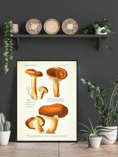 Rødbrun Mælkehat plakat: Close-up of a vintage-style illustration of Lactarius mushrooms in various angles and sizes. Earthy tones, nature-inspired.