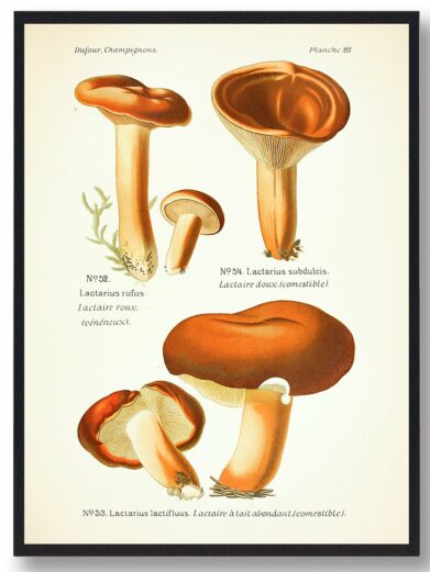 Detailed vintage illustration of Rødbrun mælkehat (Lactarius) mushrooms. Brown and tan tones. A classic nature print.