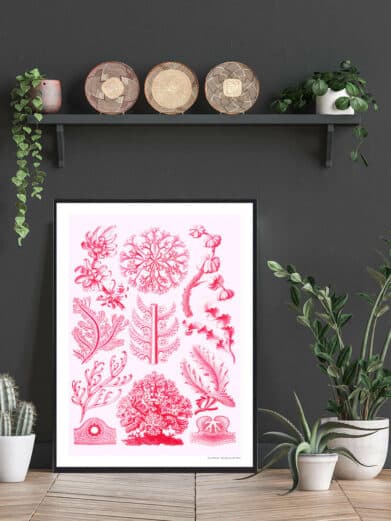 Protoxo botanical print. Pink algae and plant illustrations on a light background. Nature-inspired wall art.