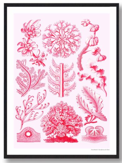 Protoxo plakat: Pink botanical illustration featuring various algae and seaweed species in a vintage style. Nature-inspired wall art.