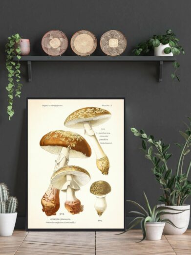 Close-up of 'Rødmende fluesvamp' poster. Art print featuring detailed vintage illustration of the mushroom, displayed in a stylish room setting.