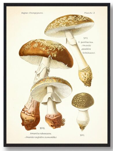 Rødmende fluesvamp plakat: Vintage illustration of Amanita mushrooms. Earthy tones, detailed caps and stems. A classic natural history print.