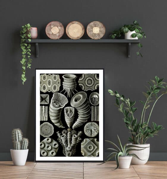 Framed Stenæbler poster featuring detailed vintage-style illustrations of fossilized sea urchins against a black background, displayed in a modern room.