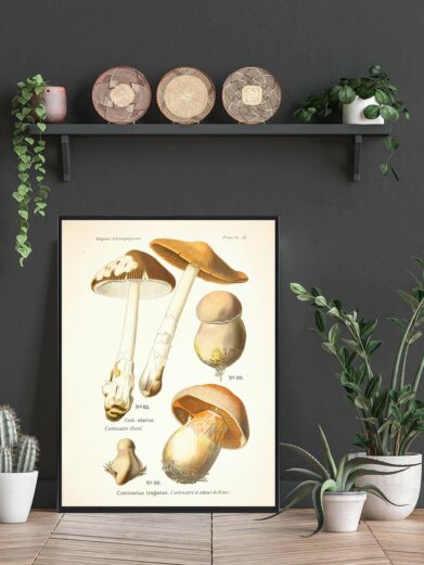 Safrankødet slørhat Svampe plakat: Vintage-style botanical art print featuring detailed mushroom illustrations in brown and cream tones.