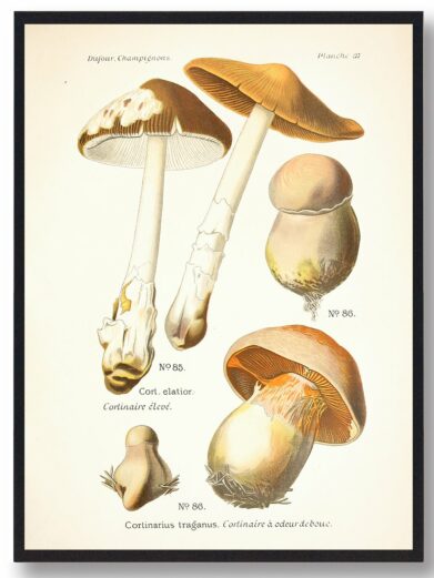 Safrankødet slørhat Svampe plakat: Vintage botanical illustration of various mushroom species, brown and tan colors, detailed gills and stems.