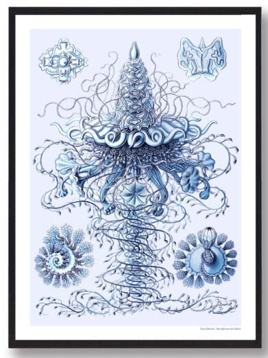 Protoxo nautical art print. Detailed blue vintage illustration of sea creatures. Perfect nature poster for home decor.
