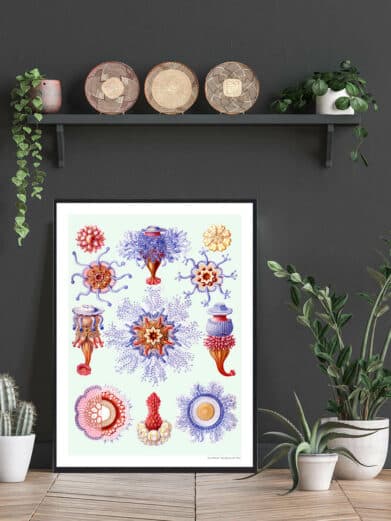 Protoxo plakat: Farverig naturplakat med detaljerede illustrationer af forskellige protozoer i rød, blå og gul. Kunstnerisk og dekorativ.