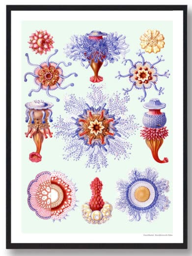 Protoxo art print featuring vintage sea creature illustrations in blue, red, and gold tones on a pale green background. Botanical style.
