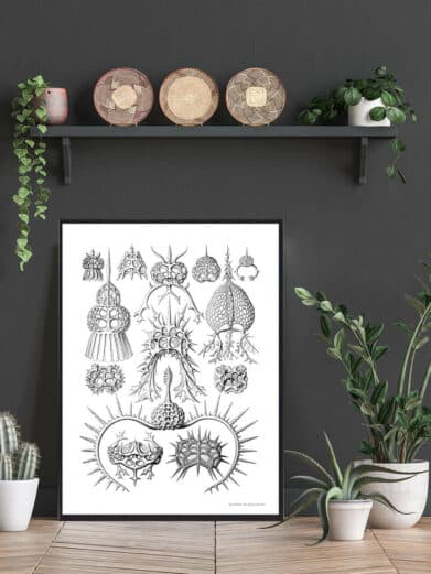 Ocean 6 plakat: Black and white nature print featuring intricate marine organisms, styled in a modern living space.