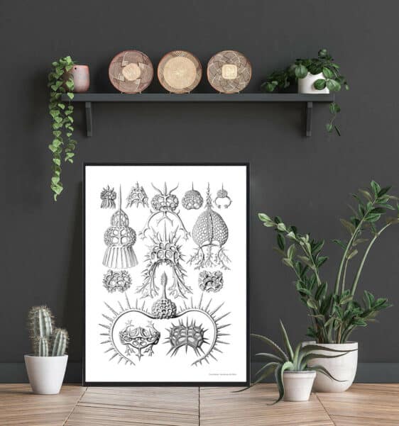 Ocean 6 plakat: Black and white nature print featuring intricate marine organisms, styled in a modern living space.