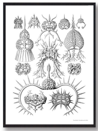 Ocean 6 plakat: Black and white illustration of various detailed sea organisms, nature poster.