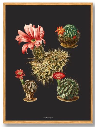 Kaktus Plakat: Botanical art print featuring various cacti with blooms against a dark background in a light wood frame.