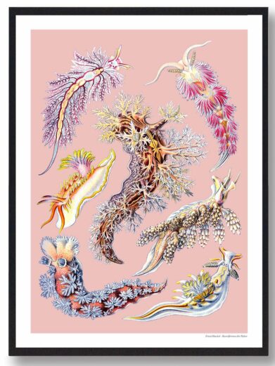 Ocean 6 plakat: A nature print showcasing diverse, colorful sea slugs against a pink backdrop. A beautiful addition to any home decor.