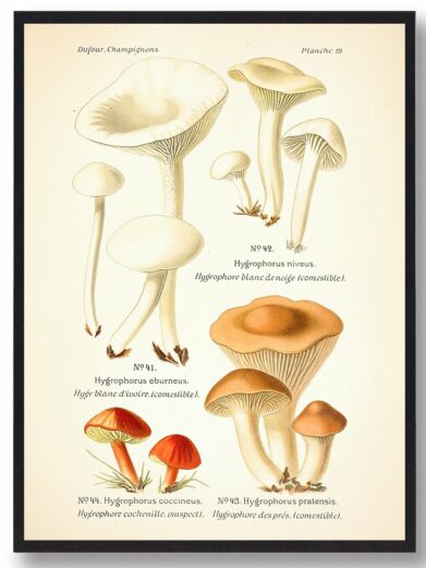 Snehvid vokshat svampe plakat. Illustration of various mushrooms including Hygrophorus niveus, eburneus, coccineus, and pratensis.