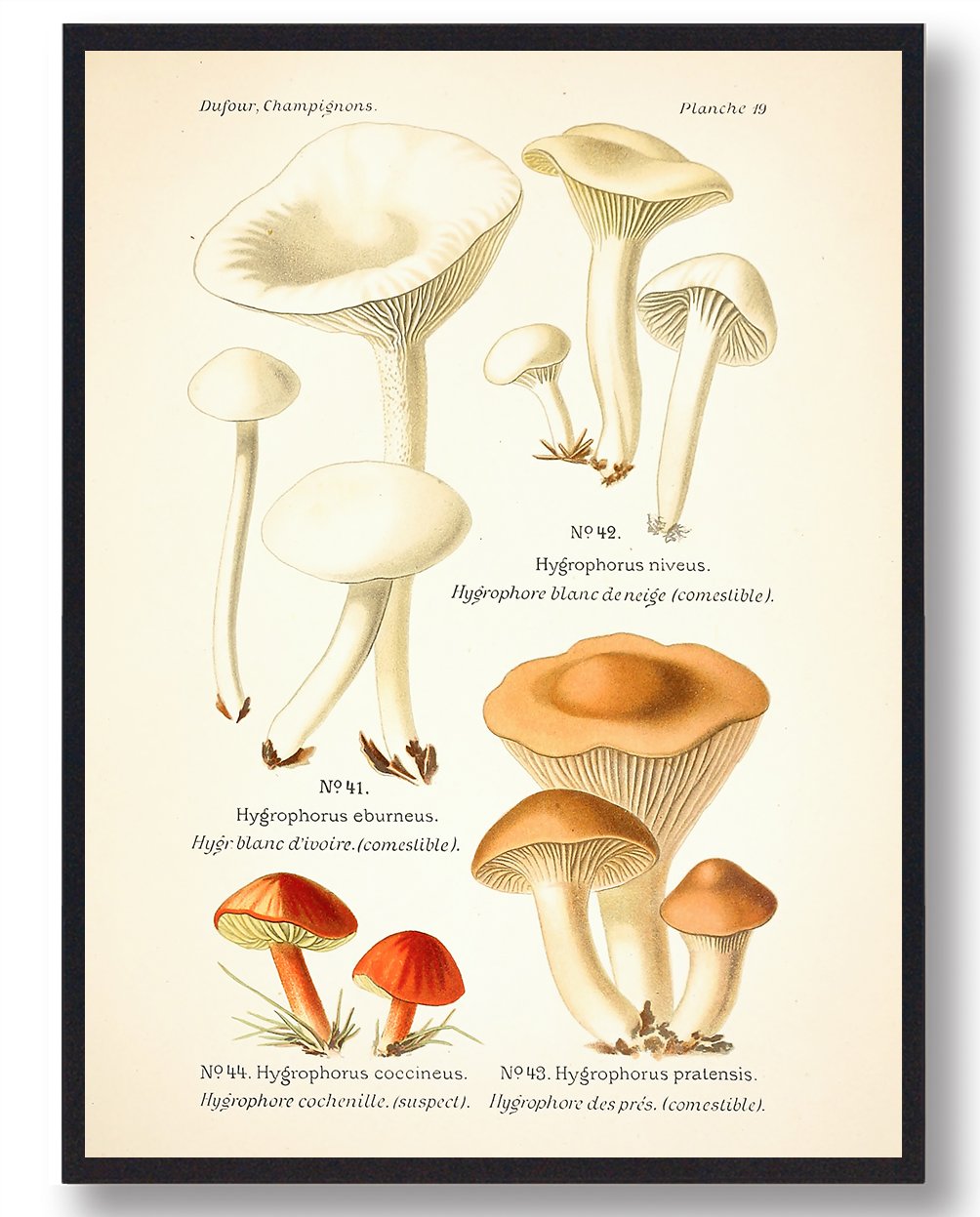 Snehvid vokshat - Svampe plakat