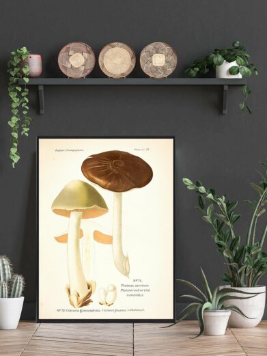 Sodfarvet skærmhat Svampe plakat: A framed botanical print of two mushrooms, one brown and one pale green, displayed in a styled room setting.