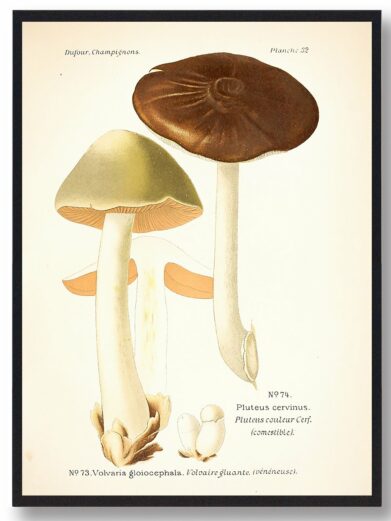 Sodfarvet skærmhat svampe plakat. Illustration of two mushrooms, one brown and one green, in a vintage botanical style.