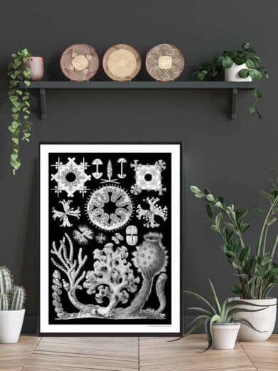 Ocean 6 plakat: Black and white botanical print featuring intricate ocean life illustrations. Stylish nature-inspired wall art.