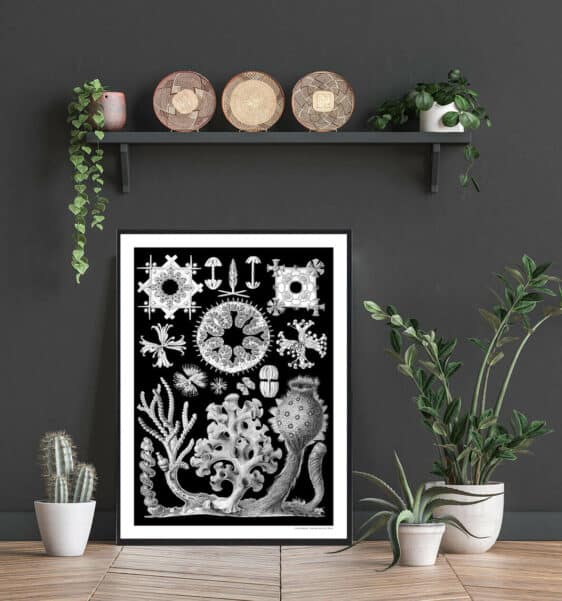 Ocean 6 plakat: Black and white botanical print featuring intricate ocean life illustrations. Stylish nature-inspired wall art.