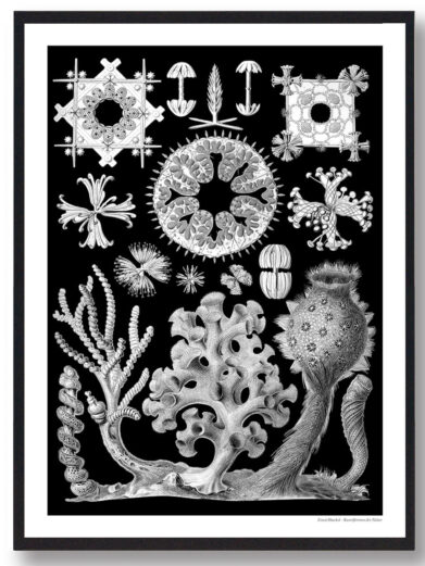 Ocean 6 plakat: Black and white illustration of various marine organisms. A nature-inspired print for home decor. Detailed drawing.