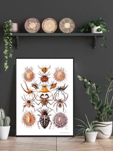Framed 'Spider Assortment' poster. Vintage natural history illustration featuring various spider species.