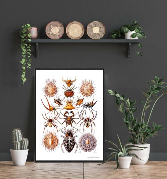 Framed 'Spider Assortment' poster. Vintage natural history illustration featuring various spider species.