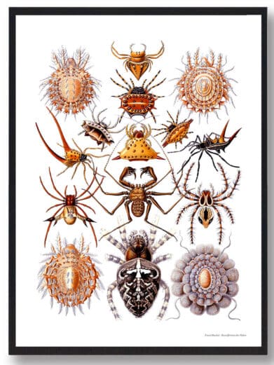 Framed "Spiders" poster: Vintage style art print featuring a collection of diverse spiders with intricate details and warm colors.