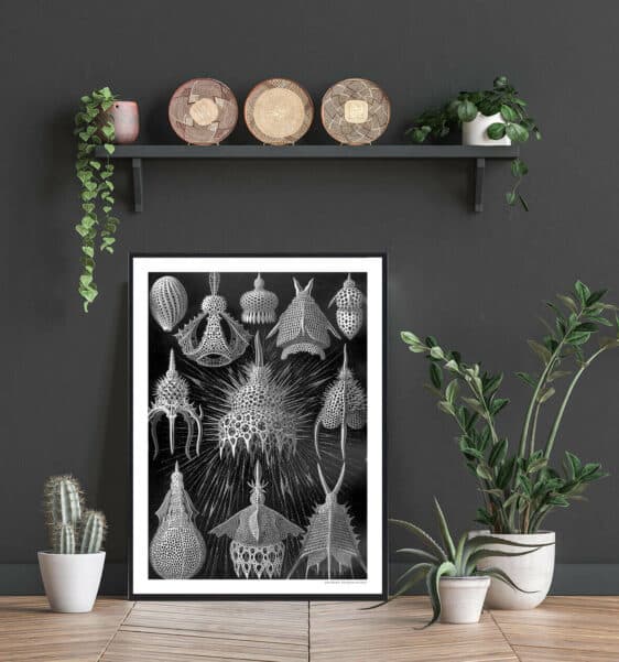 Stenæbler plakat: Black and white print featuring detailed illustrations of Stenæbler, styled as a nature poster for home decor.