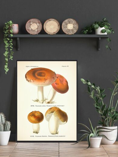 Stinkende Skørhat Svampe plakat: Vintage-style print featuring detailed illustrations of Russula mushrooms in earthy tones. Ideal nature art.
