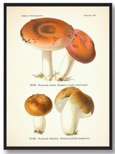 Stinkende Skørhat Svampe plakat: Vintage illustration of Russula mushrooms in orange and brown tones, a nature poster.