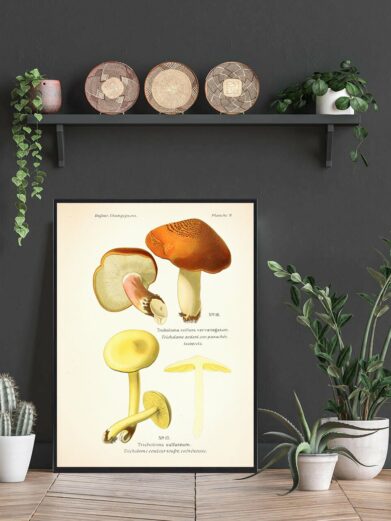 Svovl-ridderhat Svampe plakat: botanical illustration of orange and yellow mushrooms, framed, in a stylish interior setting.