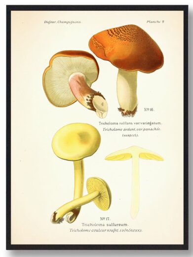 Svampe plakat featuring 'Svovl-ridderhat', showcasing vintage-style mushroom illustrations in yellow and orange hues. A detailed nature art print.