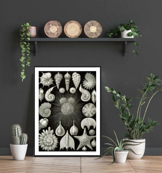 Close-up of the Vandmænd Lilla poster, a nature print featuring detailed illustrations of various seashells and marine life on a black background.