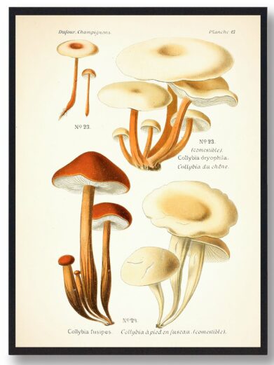 Tenstokket fladhat - Svampe plakat: Botanical style print featuring a variety of mushrooms in earthy tones of brown, tan, and cream.