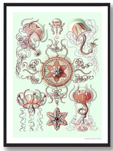 Ocean 6 plakat: Vintage-style nature print featuring jellyfish and sea creatures in soft coral and green tones on a light background.