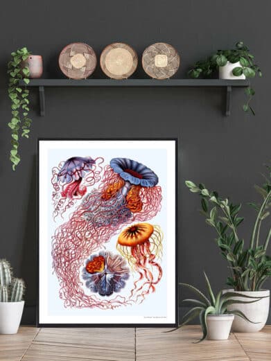 Ocean 6 plakat: A colorful nature print featuring detailed jellyfish illustrations in blue, orange, and red, framed on a shelf.